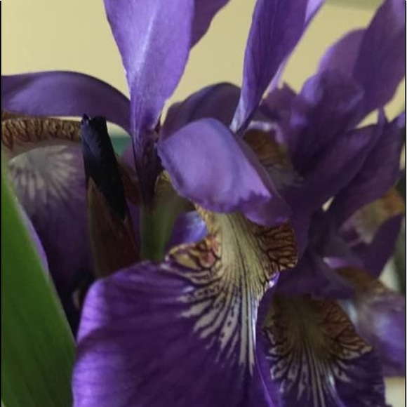 ๐๐น๐ท๐OPEN TO OFFERS!๐ฆ๐ธ๐ผ๐บ - Picture 2 of 10